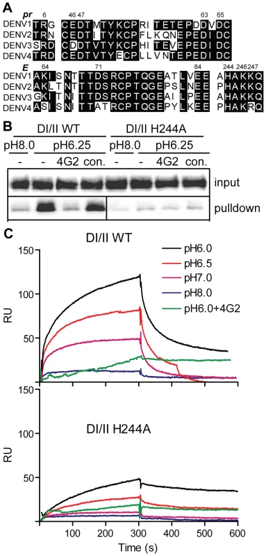 DENV E H244 is a key residue in pr-E binding.