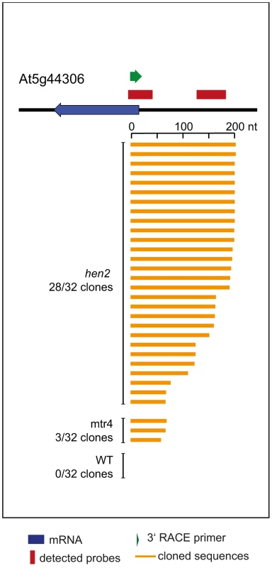 Loss of HEN2 results in accumulation of polyadenylated antisense transcripts.