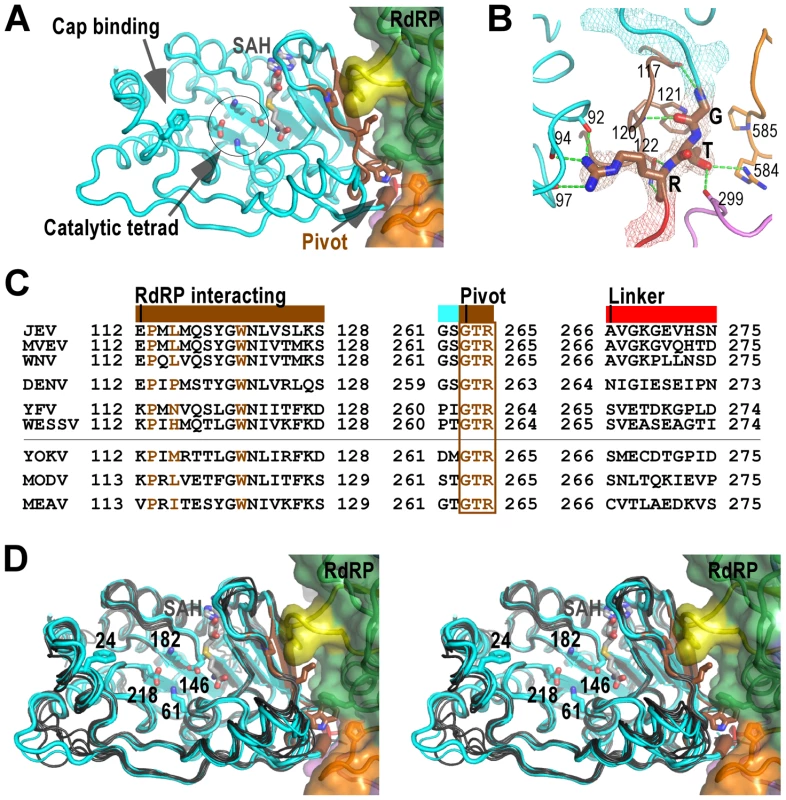 The MTase domain of flavivirus NS5.