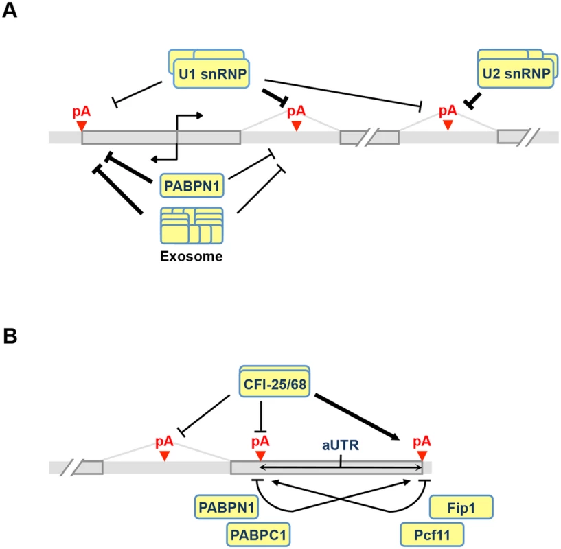 APA models.