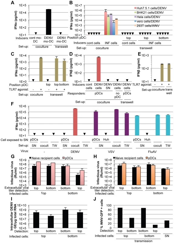 pDC IFNα production triggered by DENV and WNV infected cells is cell-to-cell contact-dependent.