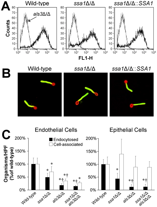Interaction between Ssa1 and Als3.