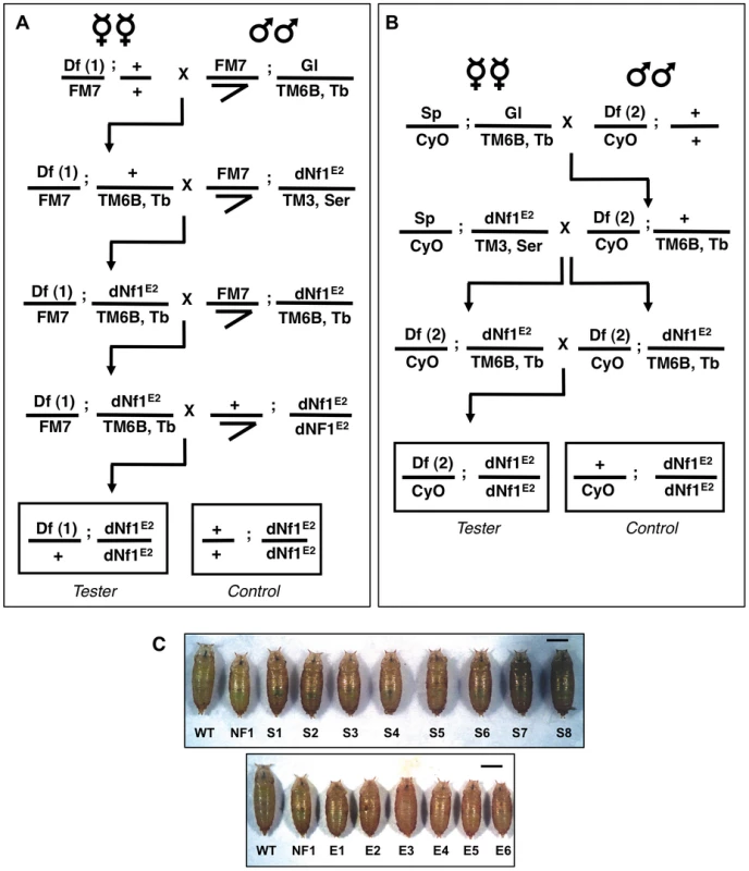 Deficiency screen for dominant modifiers of the <i>dNf1</i> growth defect.