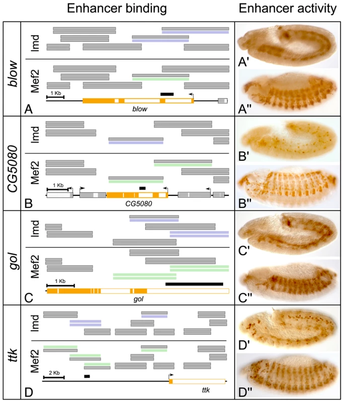 ChIP–bound regions function as enhancer elements capable of activating mesodermal expression <i>in vivo</i>.