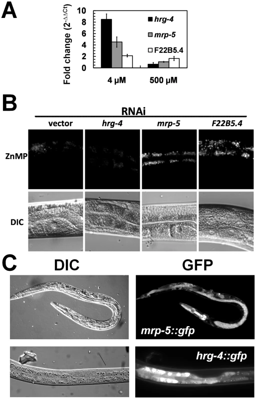 Characterization of the three candidate genes identified from the functional RNAi screens.