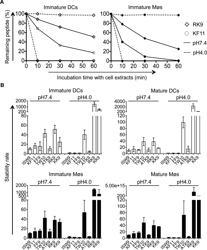 The intracellular stability of HIV-1 epitopes in the cytosol and lysosomes follows CTL responses hierarchy.