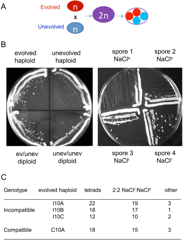 A single locus is likely responsible for high salt adaptation in compatible and incompatible strains.
