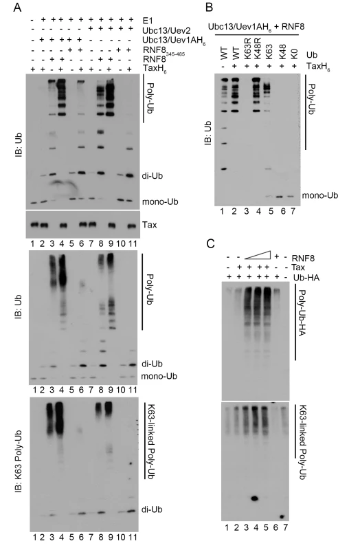 Tax stimulates RNF8 and Ubc13:Uev1A/2 to assemble long K63-pUb.