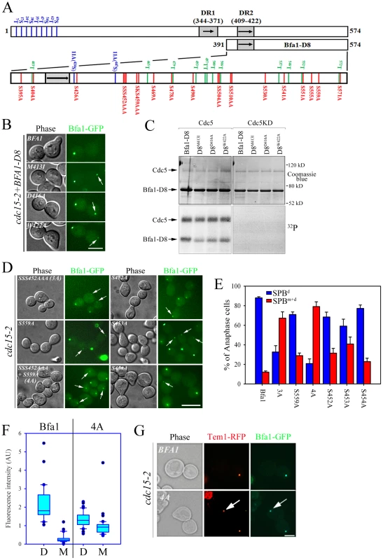 Identification of putative phosphosite(s) regulating the asymmetric localization of Bfa1.