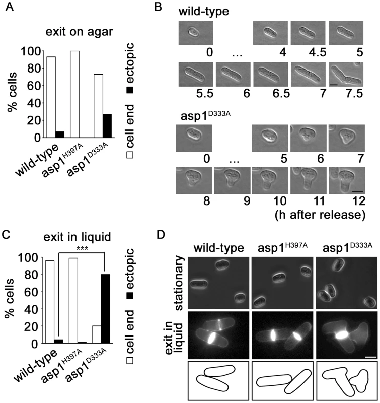 Asp1 is required for growth zone selection.
