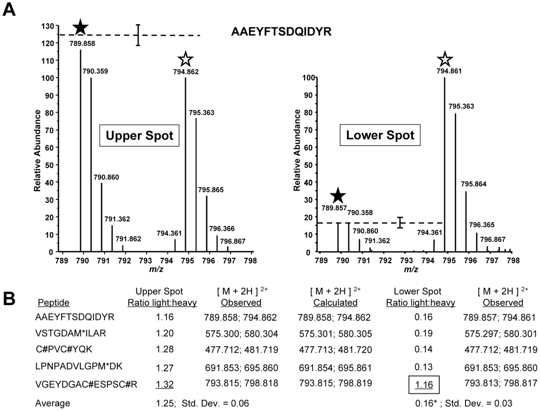 TachypleginA promotes the apparent posttranslational modification of TgMLC1 peptide V<sub>46</sub>GEYDGACESPSCR<sub>59</sub>.