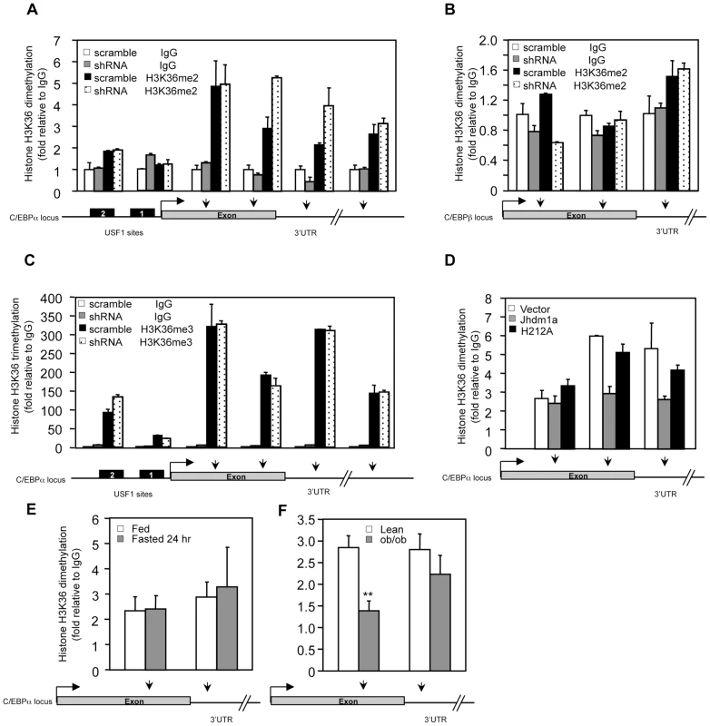 Jhdm1a specifically demethylates dimethylated H3K36 on the C/EBPα locus.