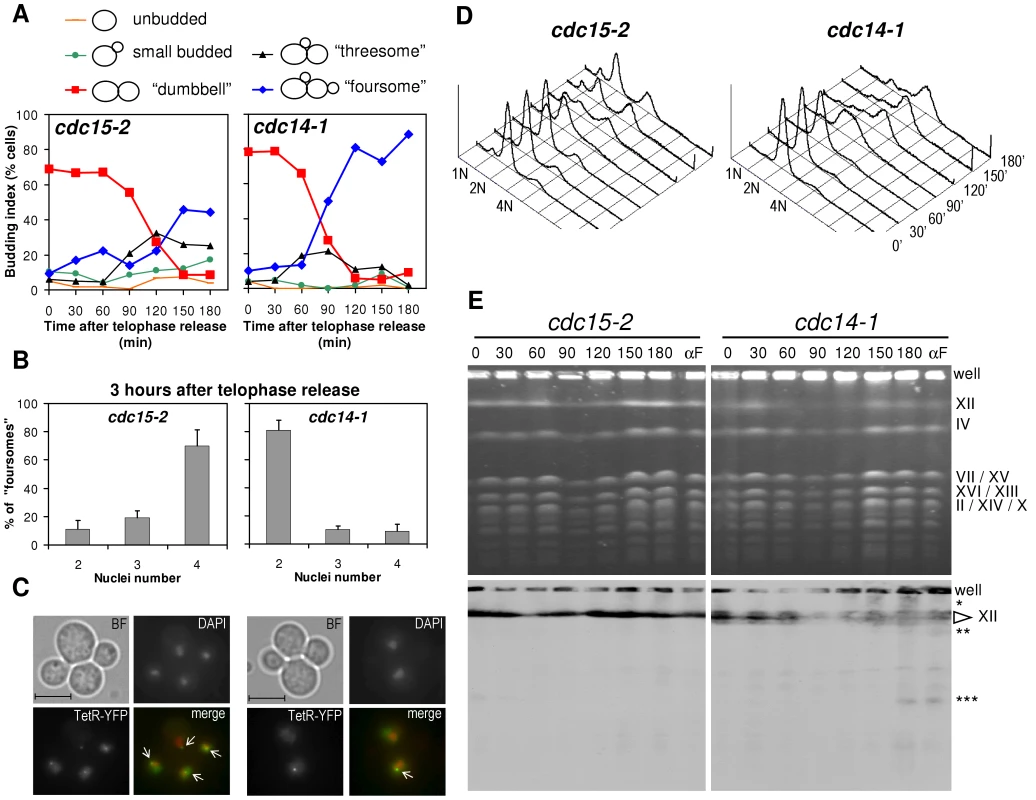 Cells arrest in G2 after a <i>cdc14-1</i> release with chromosome XII integrity compromised.