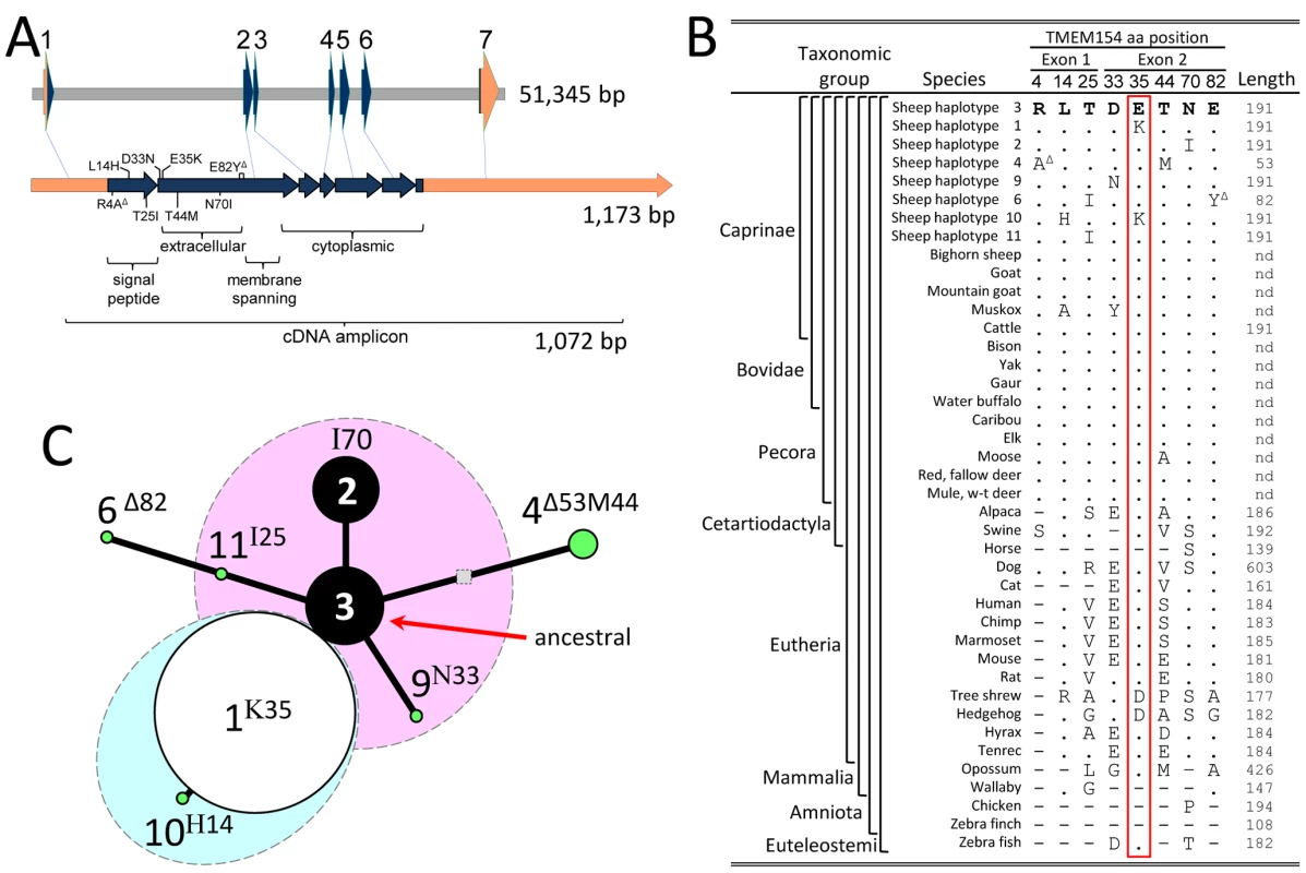 Physical maps, amino acid sequence comparison, and median-joining network of ovine <i>TMEM154</i>-encoded polypeptide isoforms.