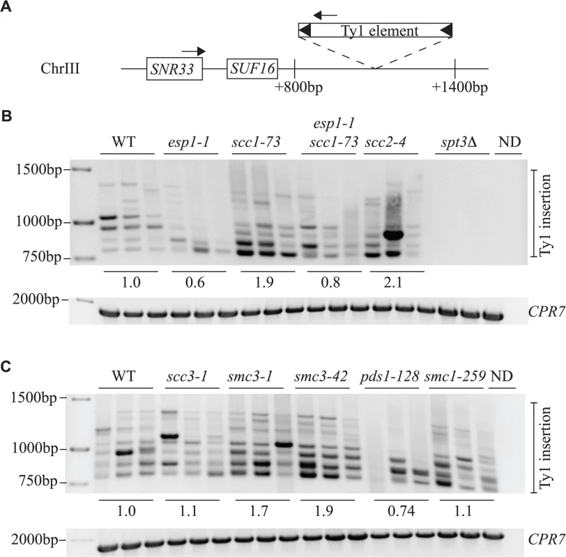 Esp1 and Pds1 are required for Ty1 element insertion upstream of the <i>SUF16</i> locus.