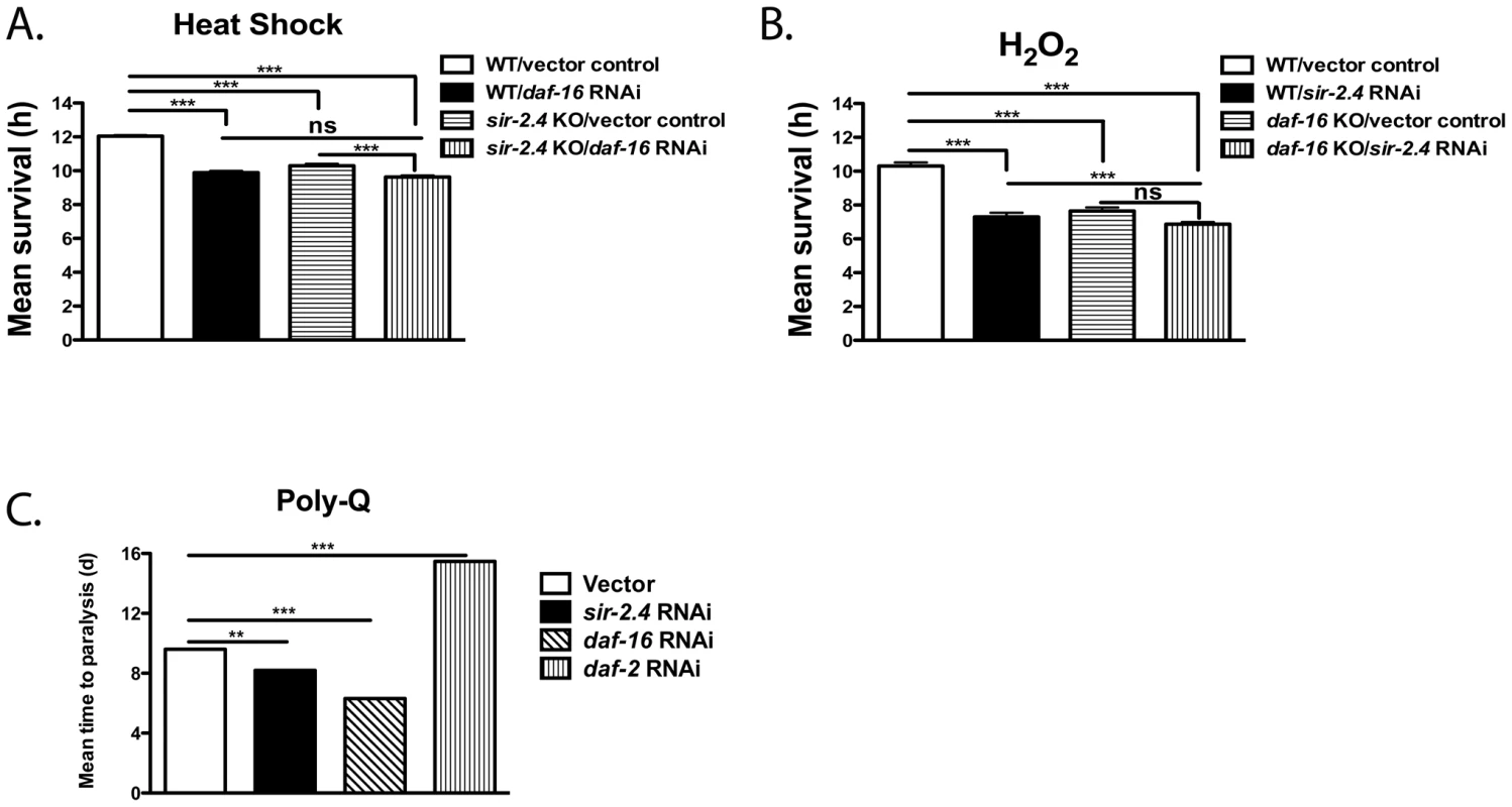 SIR-2.4 promotes stress resistance.