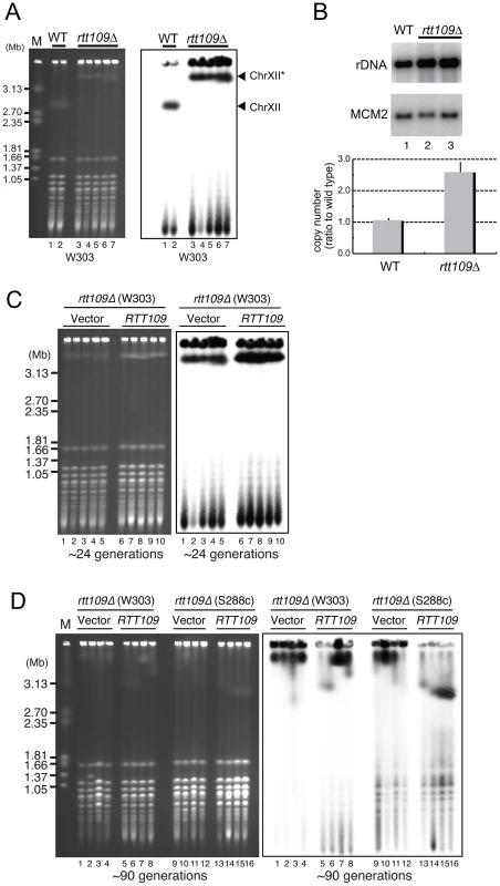Hyper-amplification of rDNA is induced by deletion of <i>RTT109</i>.
