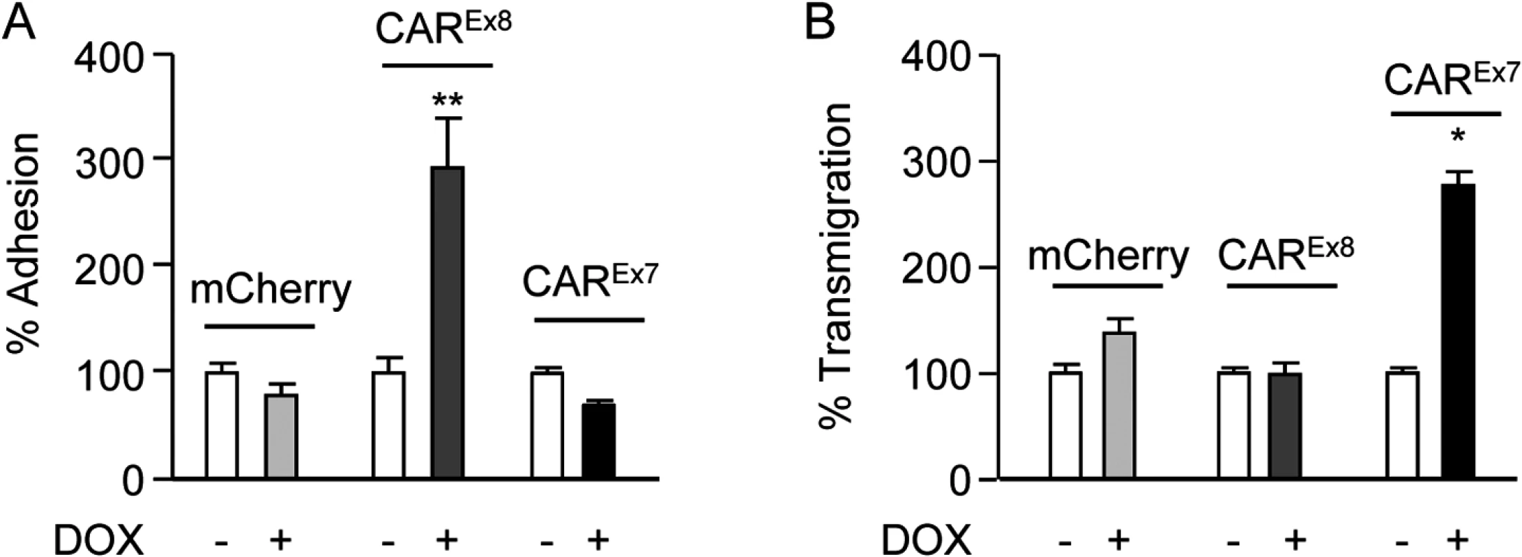 Apical CAR<sup>Ex8</sup> protein expression increases apical adhesion of infiltrating neutrophils.