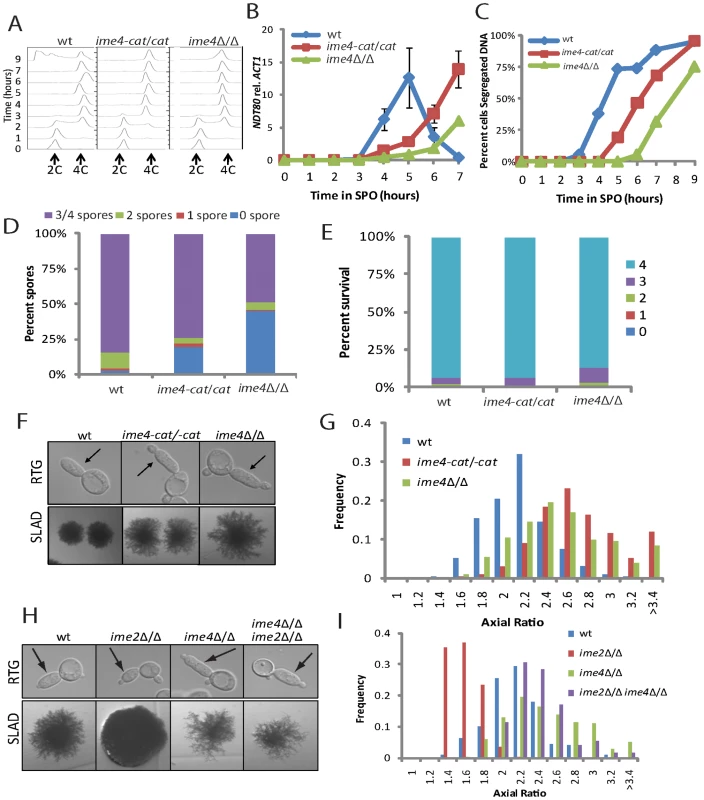 Cells encoding <i>IME4</i> mutant alleles show developmental defects.