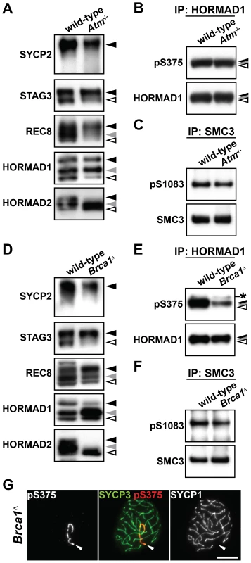 Phosphorylation of chromosome axis proteins in the absence of a checkpoint protein.
