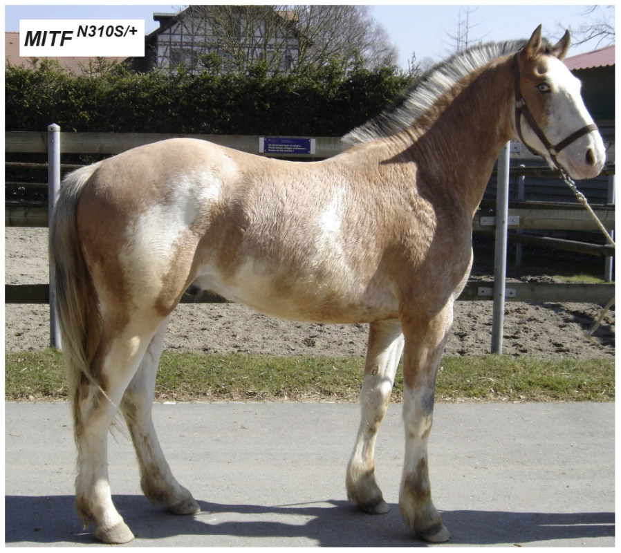 Macchiato coat color phenotype in a Franches-Montagnes stallion.