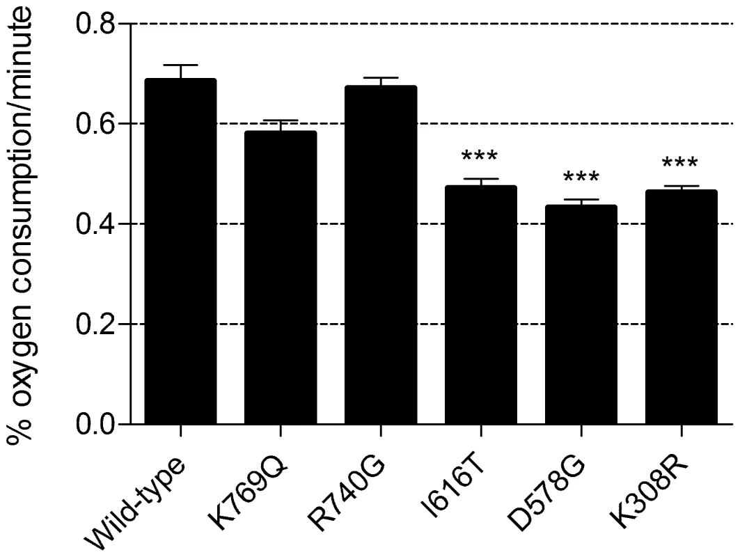Oxygen consumption rates of <i>mef2</i> mutant cultures.