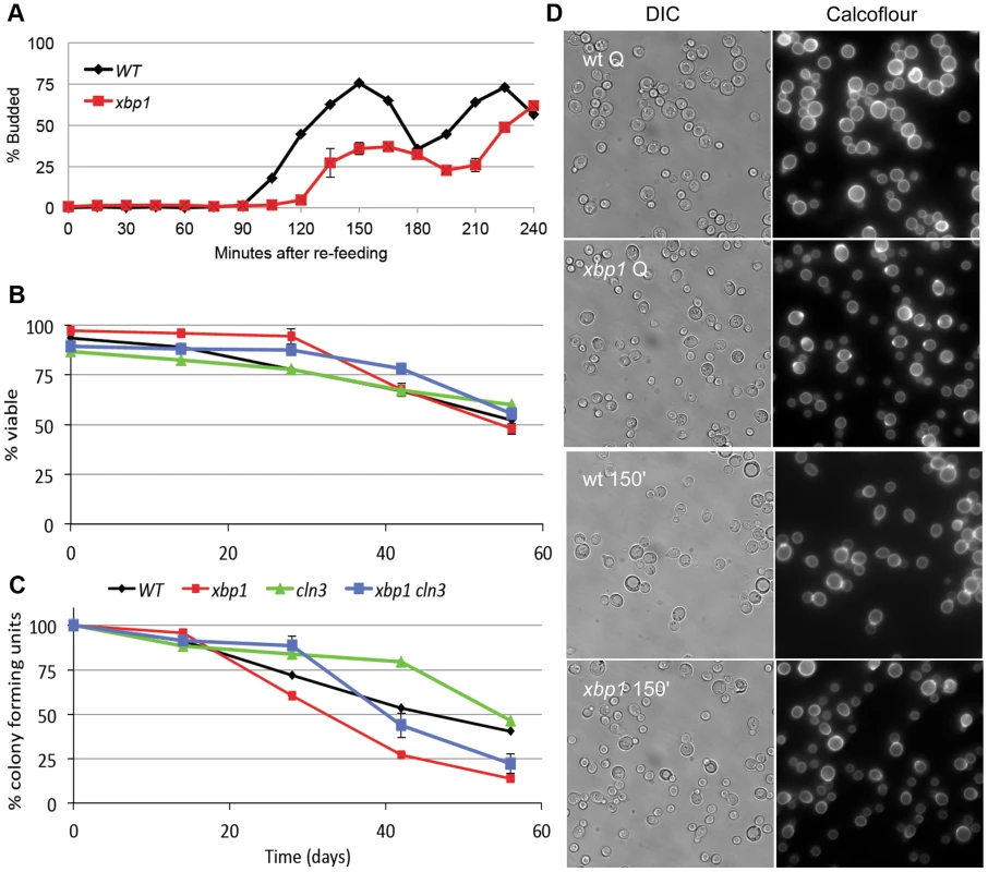 Xbp1 is important for maintaining a reversible quiescent state.