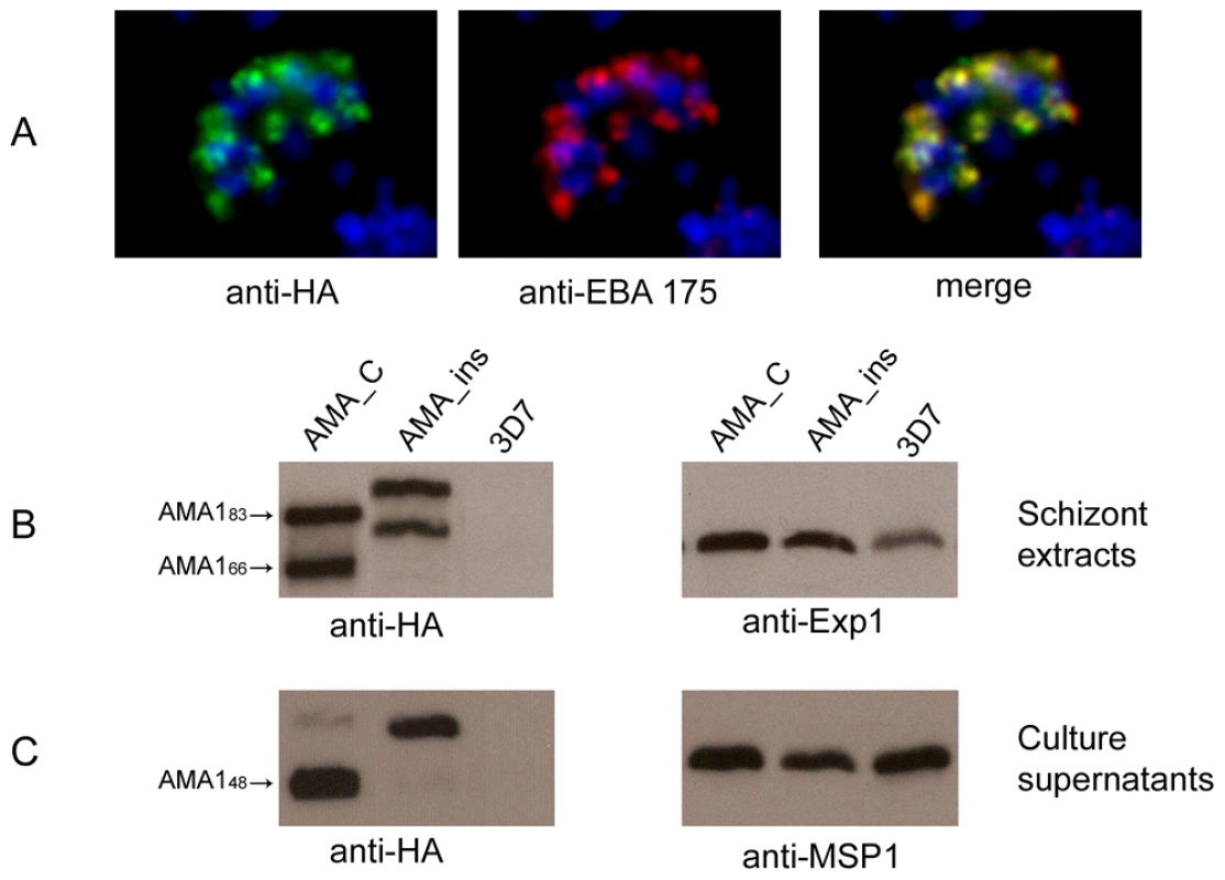 The site of PfSUB2 cleavage in PfAMA1 depends primarily upon its distance from the TMD.