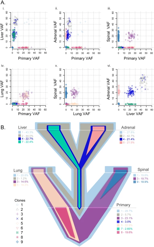 Clonality analysis of each tumor from patient A1.