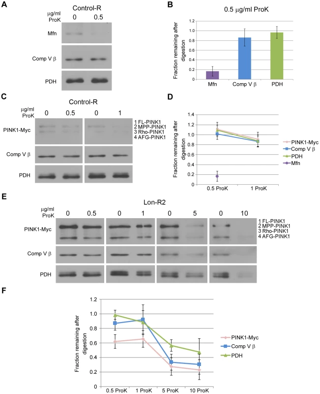 PINK1 accumulates on the outer membrane and in the matrix upon knockdown of Lon.