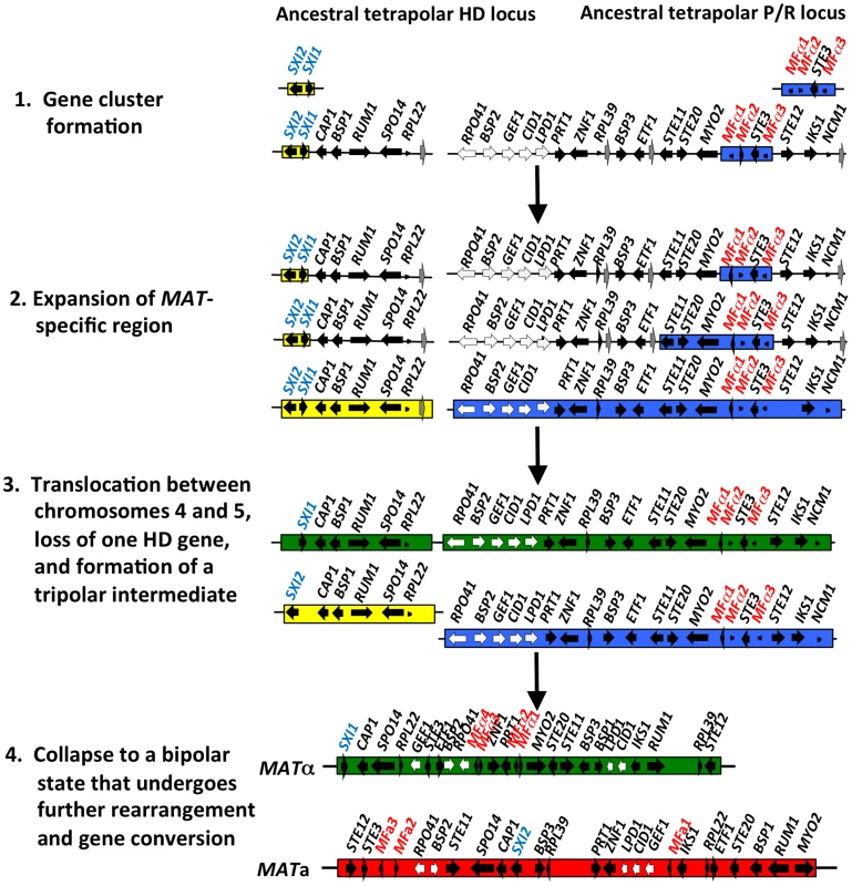 Model for the evolution of the mating-type locus in the pathogenic <i>Cryptococcus</i> species.