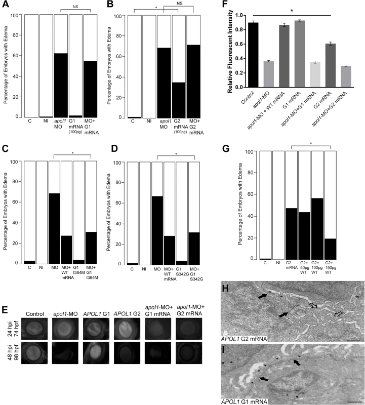 <i>In vivo</i> modeling of human <i>APOL1</i> variants associated with disease.