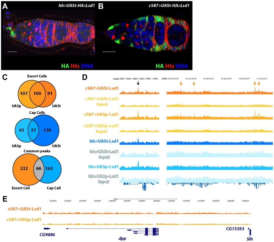 Defining the targets of Lsd1 in the cap cell niche and the surrounding escort cells within <i>Drosophila</i> germaria.