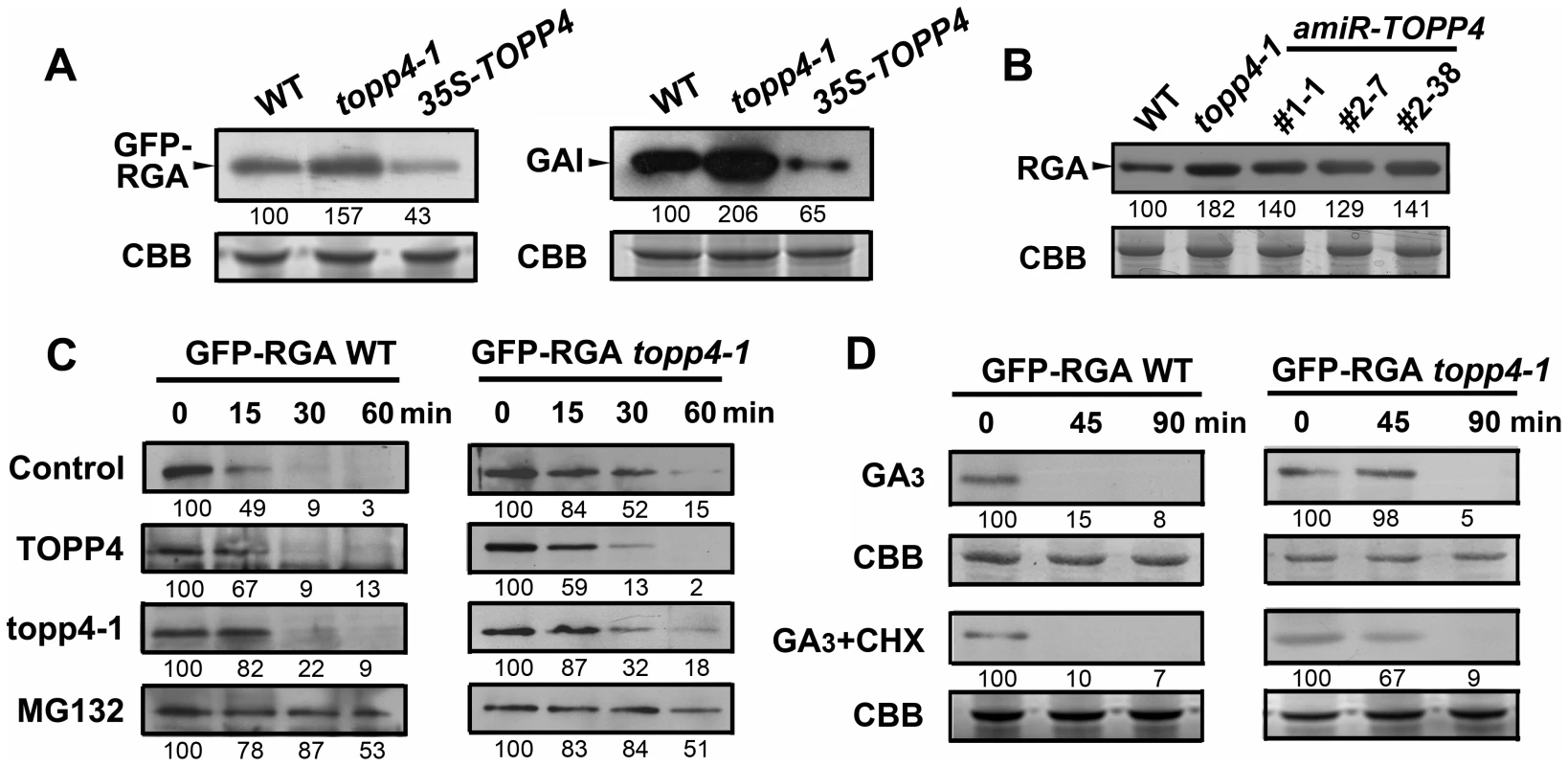 TOPP4 controls the stability of DELLA proteins.