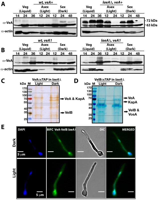 VeA-63 kDa and VeA-72 kDa protein levels in wild type and in <i>laeA</i>Δ fungal strains.