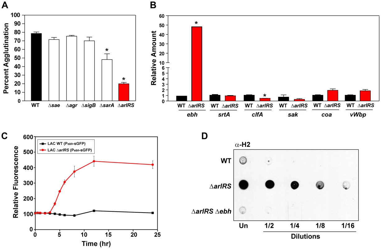 ArlRS contributes to agglutination through the repression of <i>ebh</i>.