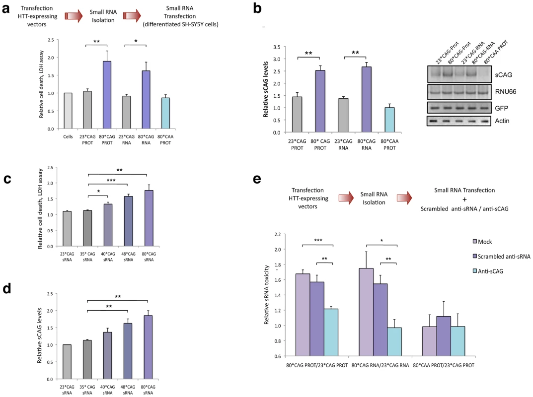Expanded HTT generates CAG-repeated sRNAs with toxic activity.
