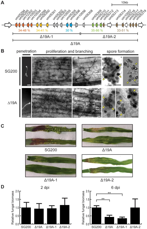 Phenotypic analysis of cluster 19A mutants.