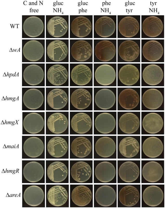 Growth of yeast cells on tyrosine and phenylalanine as a nitrogen or carbon source at 37°C requires genes of the tyrosine catabolic cluster.