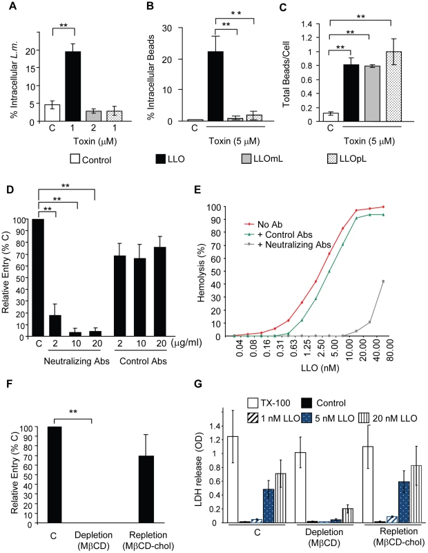 Formation of pore complexes is required for efficient bacterial and bead entry into HepG2 cells.