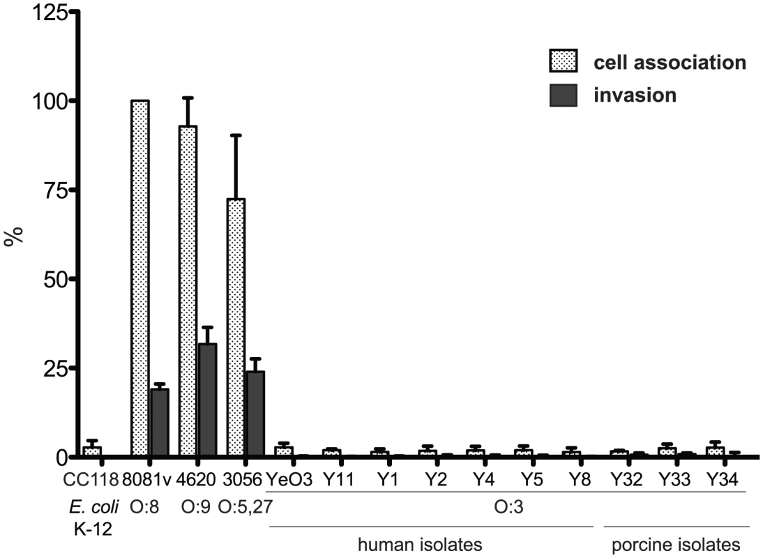<i>Y. enterocolitica</i> O:3 interaction with epithelial cells.