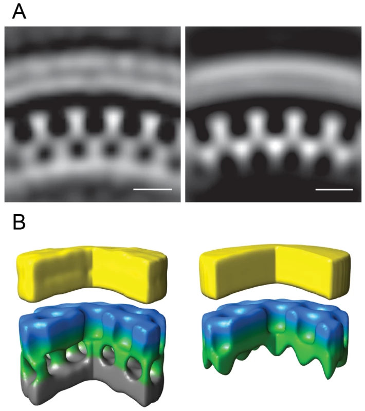 Gag unit cell structure in HIV-1 budding sites.