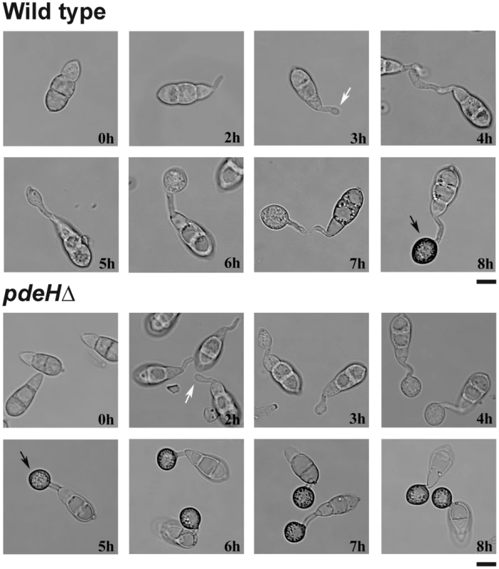 Loss of PdeH function advances appressorium formation and maturity.
