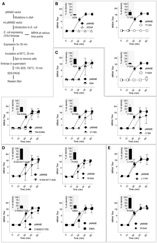 Effect of CfaA mutations on pilus pilus formation.
