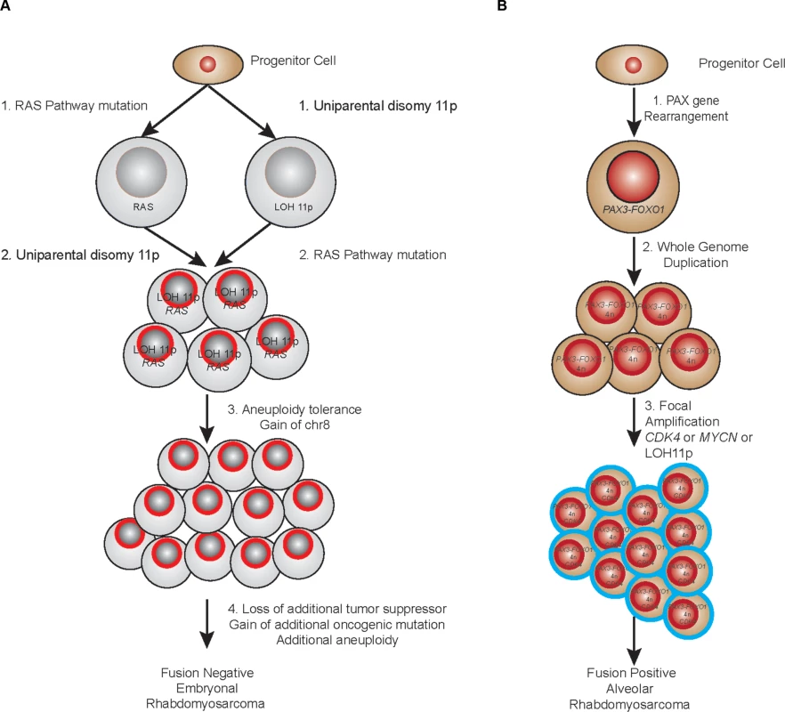 Proposed evolutionary model of rhabdomyosarcoma.