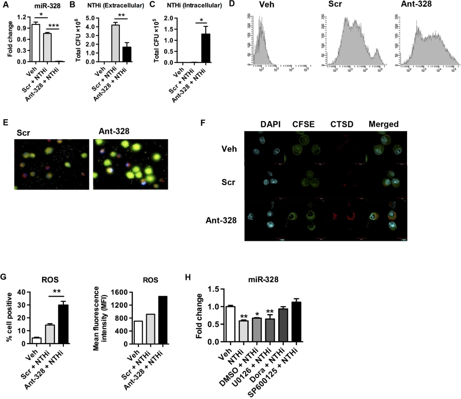 MiR-328 expression is regulated by p38 and JNK MAPK and inhibition increases bacterial clearance <i>in vitro</i>.