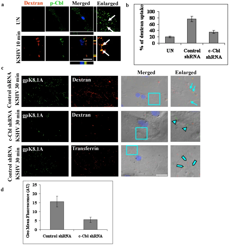 c-Cbl is involved in macropinocytosis of KSHV.