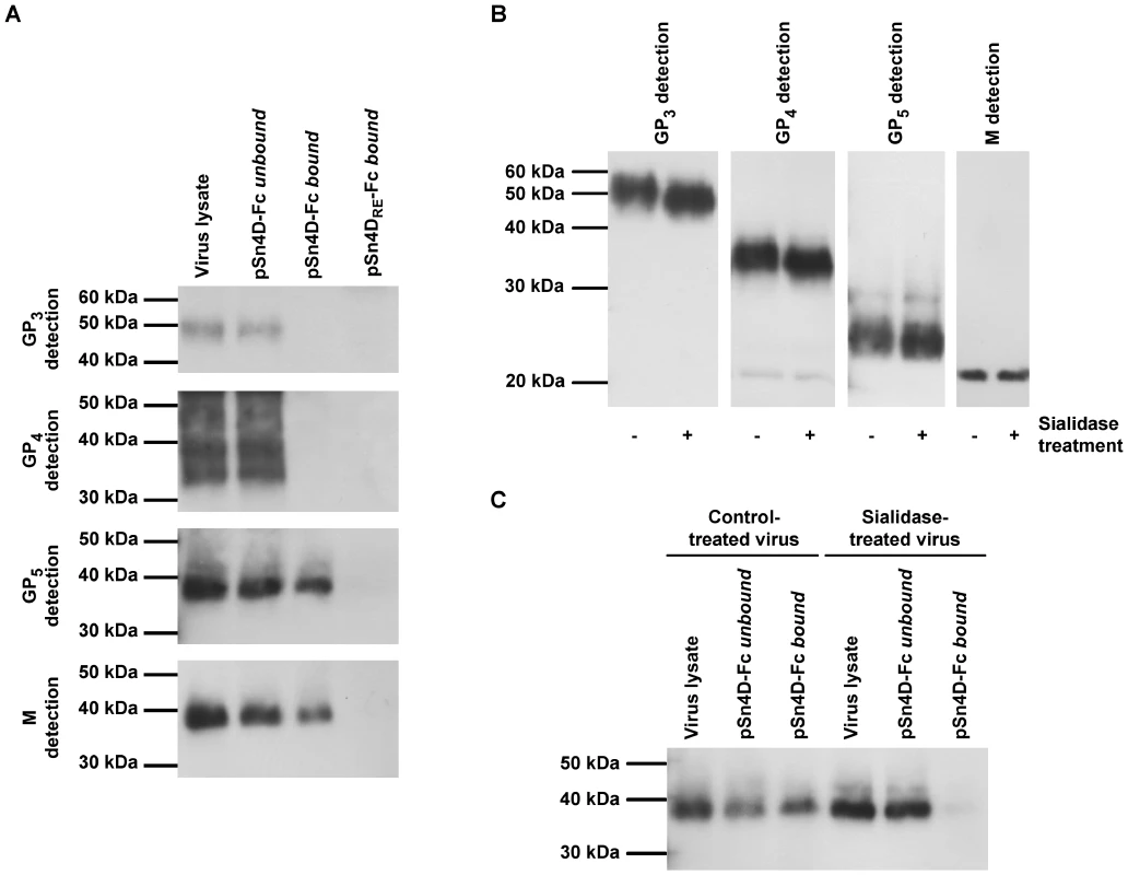 Identification of pSn-binding (glyco)protein(complexe)s of MARC-145-grown PRRSV and characterization of the pSn-ligand interaction.