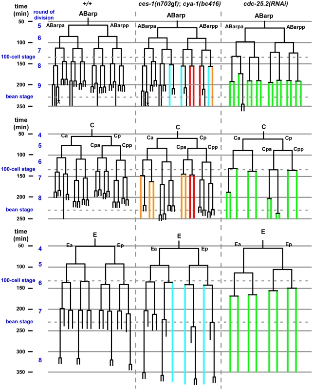 <i>ces-1(n703</i>gf<i>)</i>; <i>cya-1(bc416)</i> blocks cell divisions in the ABarp, C and E lineages.