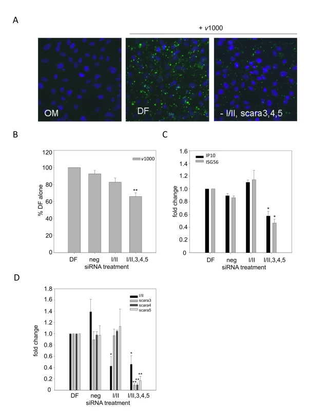 dsRNA binding is dependent on all candidate SR-A family members.